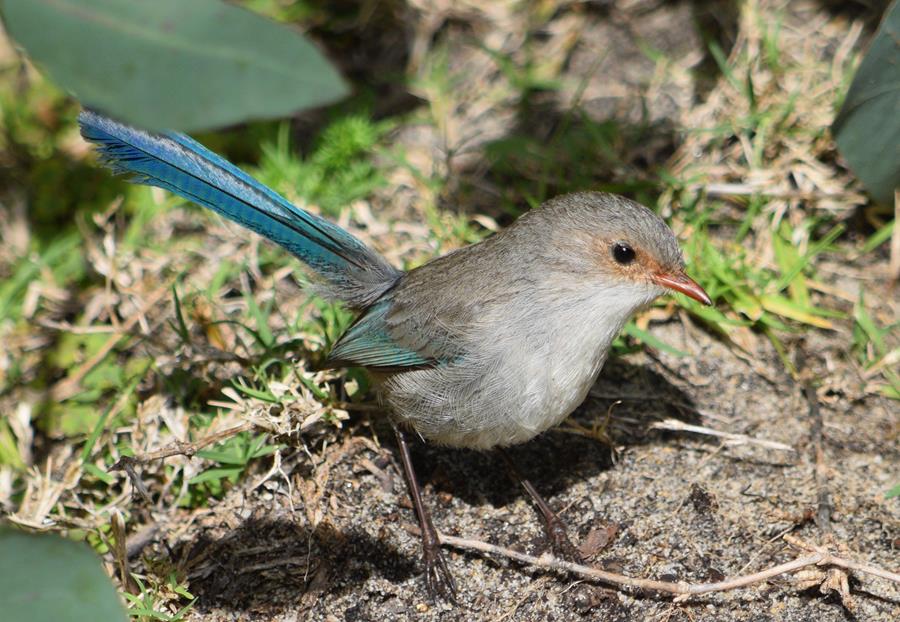 Wren fairy - -046.JPG